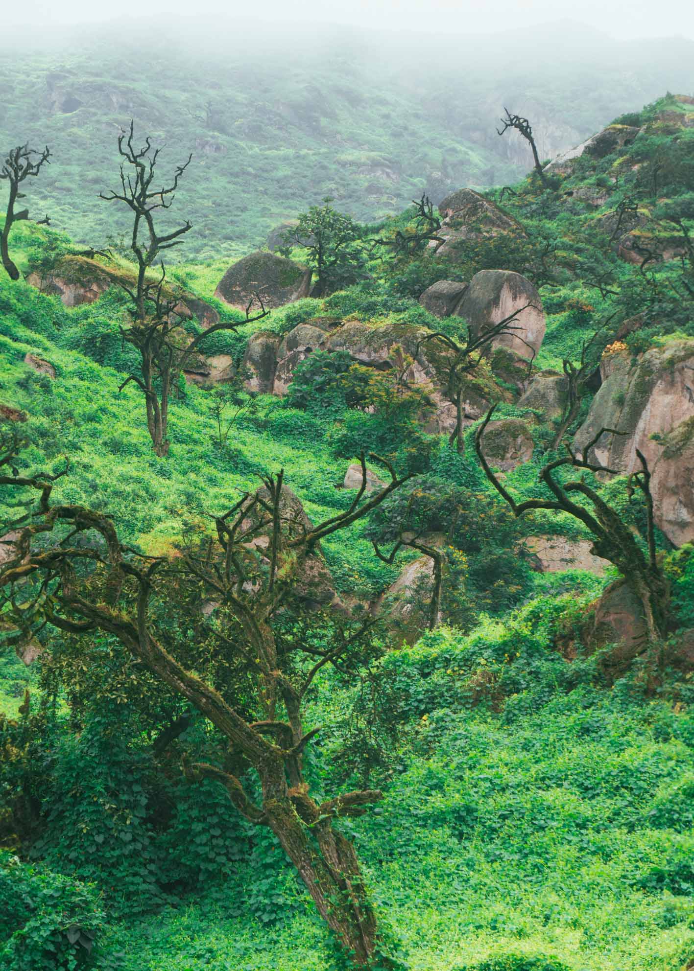 Arboles de Lachay